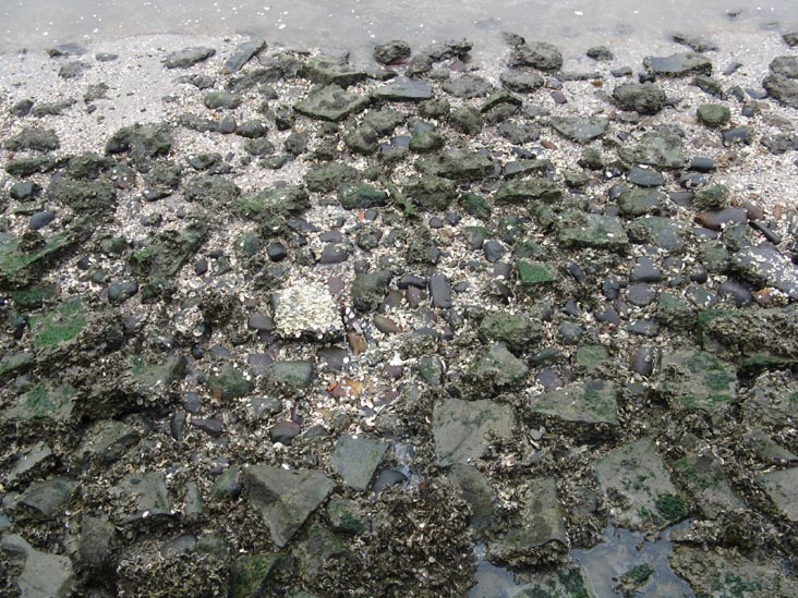 Shoreline Across From White Point Gardens, Charleston, South Carolina