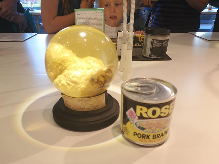 Pork Brains, Disgusting Food Museum, Malmö, Sweden, July 25, 2025