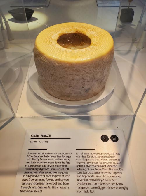 Casu Marzu, Disgusting Food Museum, Malmö, Sweden, July 25, 2025