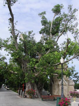 Bodhi Tree, Bang Pa-In Summer Palace, Ayutthaya, Thailand