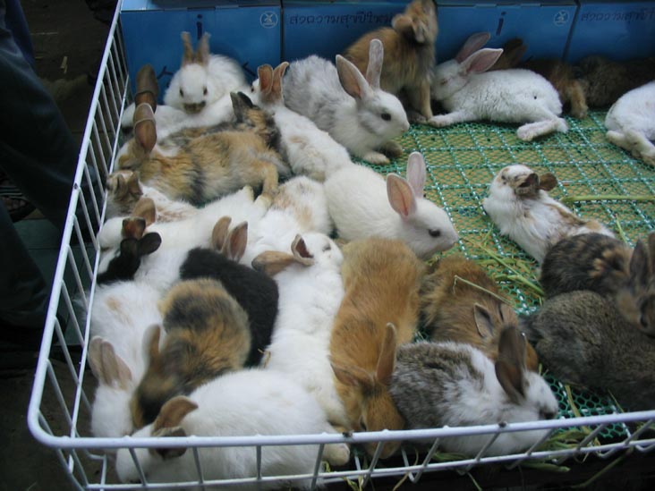 Bunnies, Chatuchak Weekend Market, Bangkok, Thailand