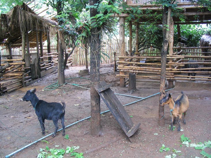 Goats, Akha Village, Mae Taeng River Valley, Chiang Mai Province, Thailand