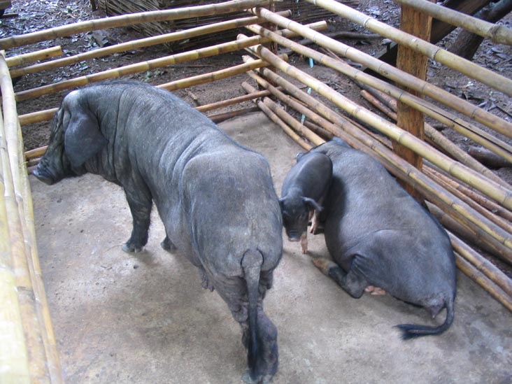 Pigs, Akha Village, Mae Taeng River Valley, Chiang Mai Province, Thailand