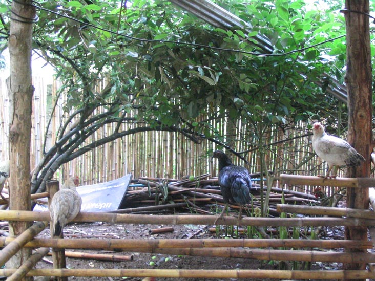Chickens, Akha Village, Mae Taeng River Valley, Chiang Mai Province, Thailand