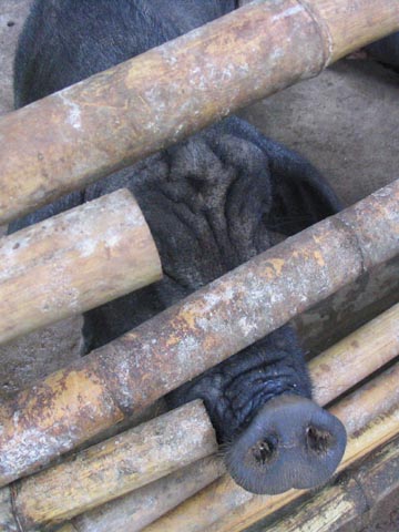 Pig, Akha Village, Mae Taeng River Valley, Chiang Mai Province, Thailand