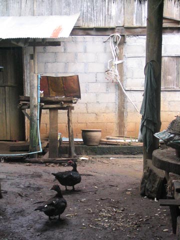 Chickens, Akha Village, Mae Taeng River Valley, Chiang Mai Province, Thailand