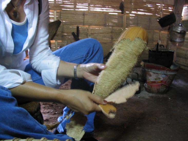 Loofah, Akha Village, Mae Taeng River Valley, Chiang Mai Province, Thailand
