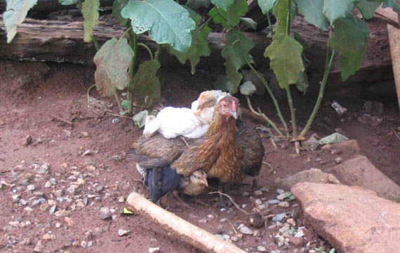 Chicken and Chicks, Akha Village, Mae Taeng River Valley, Chiang Mai Province, Thailand