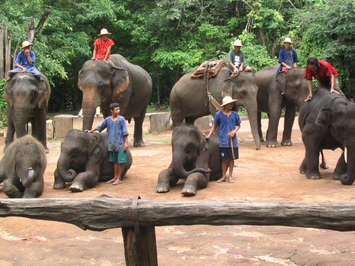 Elephant Show, Mae Taeng River Valley, Chiang Mai Province, Thailand