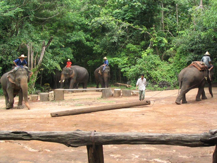 Elephant Show, Mae Taeng River Valley, Chiang Mai Province, Thailand