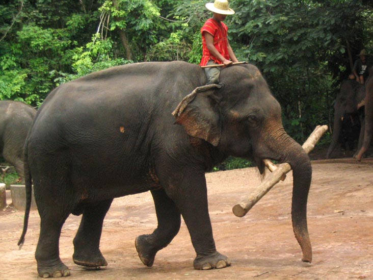 Elephant Show, Mae Taeng River Valley, Chiang Mai Province, Thailand