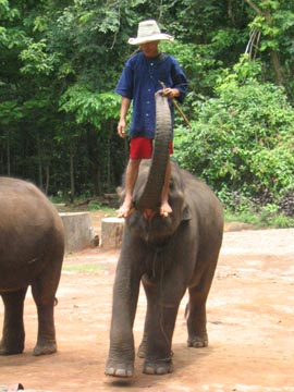 Elephant Show, Mae Taeng River Valley, Chiang Mai Province, Thailand