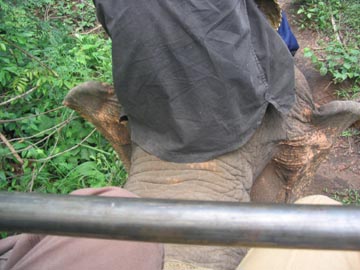 Elephant Ride, Mae Taeng River Valley, Chiang Mai Province, Thailand