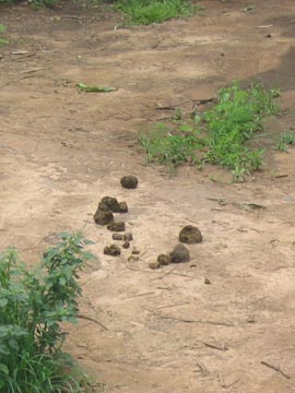 Elephant Ride, Mae Taeng River Valley, Chiang Mai Province, Thailand