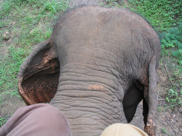 Elephant Ride, Mae Taeng River Valley, Chiang Mai Province, Thailand