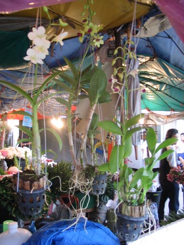 Orchids, Flower Market Area, Ton Lamyai Market, Chiang Mai, Thailand