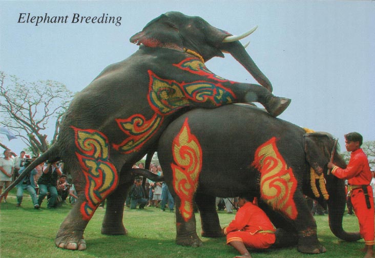 Elephant Breeding Postcard
