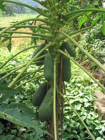 Papaya Tree, Thailand