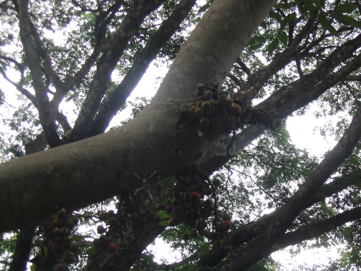 Fig Tree, Mae Taeng River Valley, Chiang Mai Province, Thailand