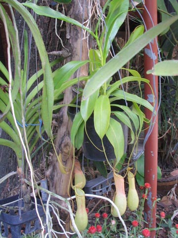 Orchids, Jim Thompson House and Museum, Bangkok, Thailand