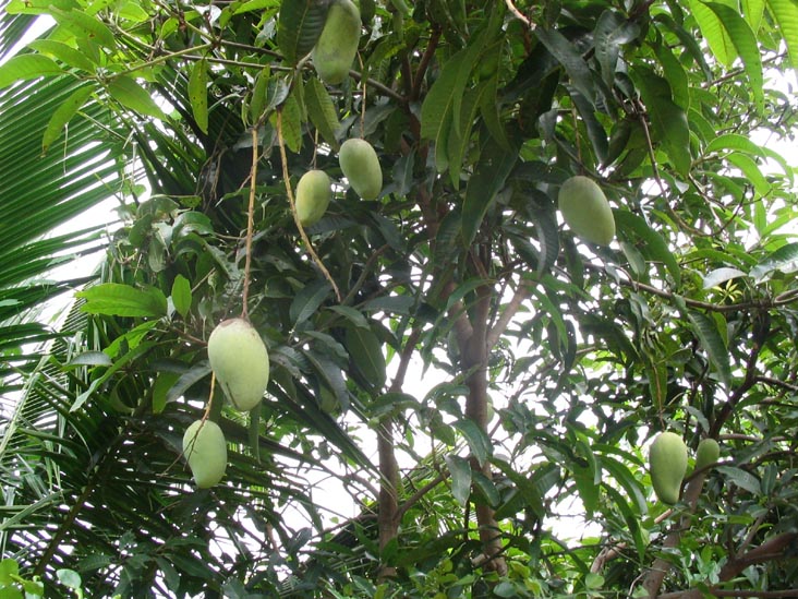 Mango Tree, Mae Taeng River Valley, Chiang Mai Province, Thailand
