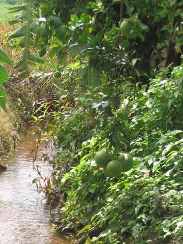 Pomelo Tree, Mae Taeng River Valley, Chiang Mai Province, Thailand
