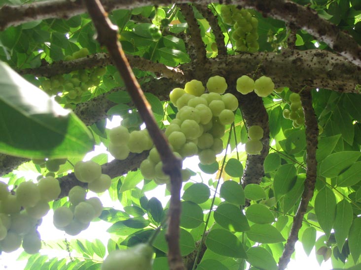 Tree, Mae Taeng River Valley, Chiang Mai Province, Thailand