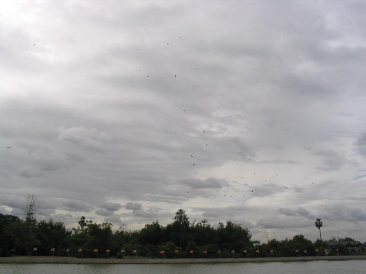 Storks Flying Above Wat Compound, Chao Phraya River, Thailand