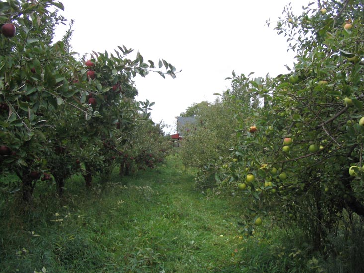 Apple Grove Farm, 5987 Route 3, Mexico, New York