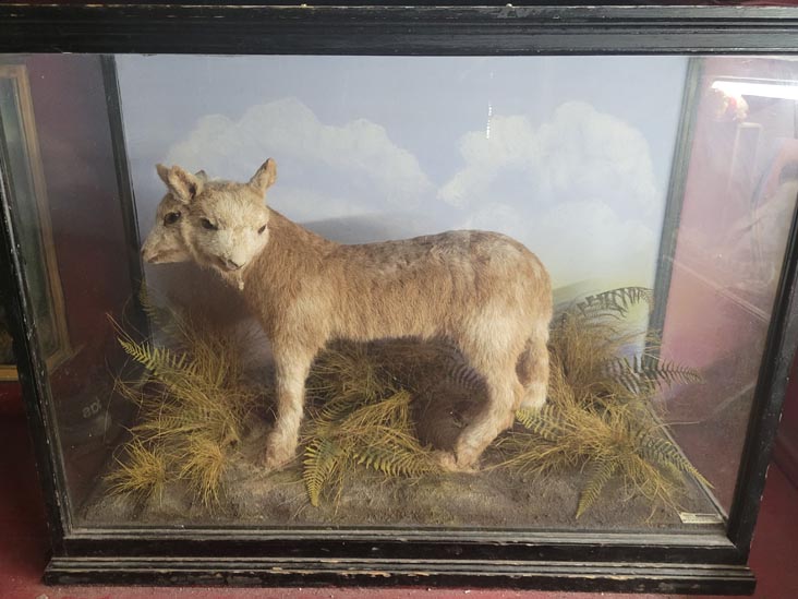 Two-Headed Lamb, The Viktor Wynd Museum, Hackney, London, England, April 14, 2023