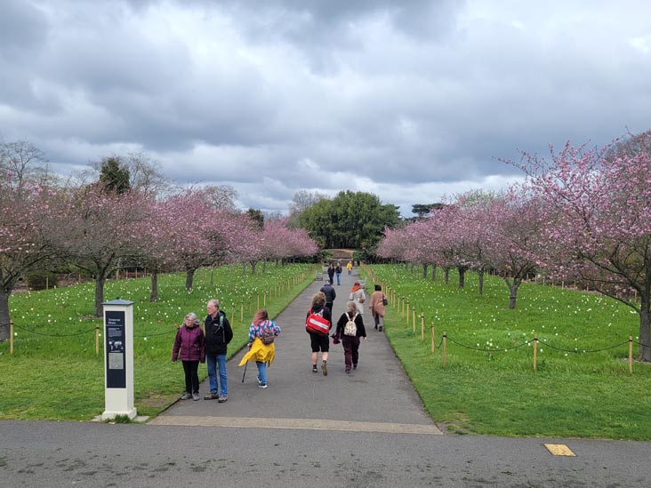 Cherry Walk, Kew Gardens, Richmond, London, England, April 14, 2023