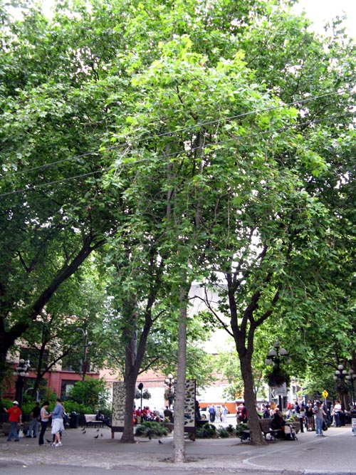 Pioneer Square, Seattle, Washington
