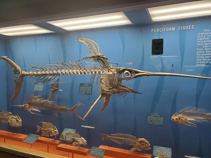 Perciform Fishes, National Museum of Natural History, Washington, D.C., April 20, 2022