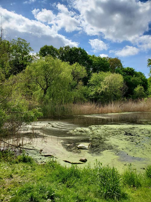Oakland Lake, Alley Pond Park, Queens, May 24, 2020