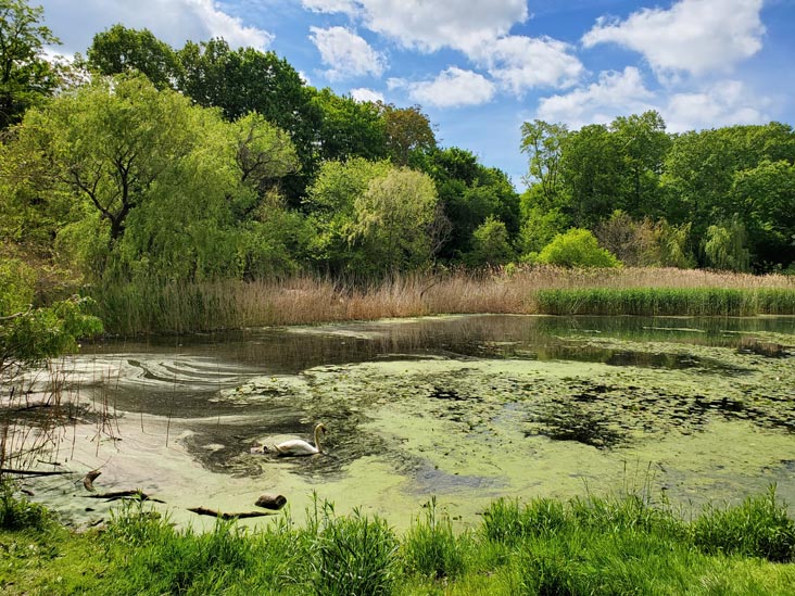 Oakland Lake, Alley Pond Park, Queens, May 24, 2020