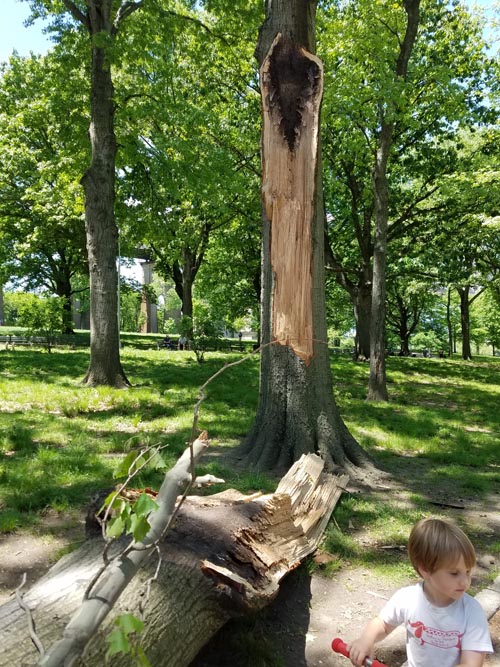Storm Damage, Astoria Park, Astoria, Queens, May 21, 2018