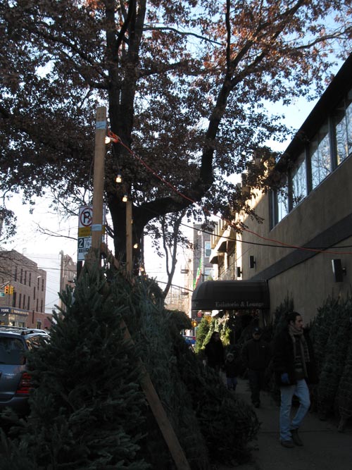 Ditmars Forest, Ditmars Boulevard and 33rd Street, NW Corner, Astoria, Queens, December 11, 2011
