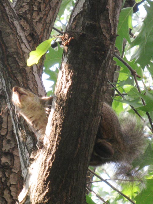 Squirrel In Tree, Kawama, Astoria, Queens