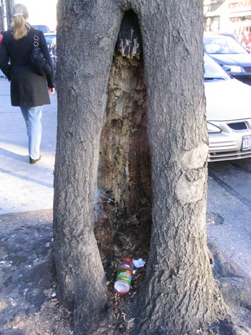 Tree, Steinway Street Near Broadway, Astoria, Queens, March 13, 2004