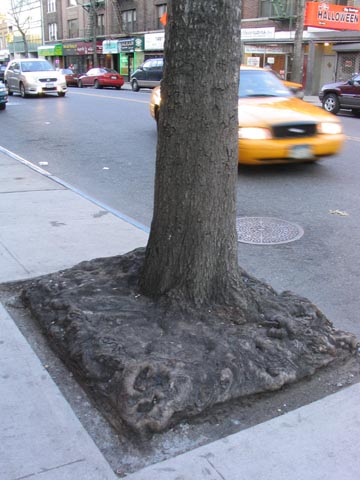 Tree, Steinway Street, Astoria, Queens, March 13, 2004