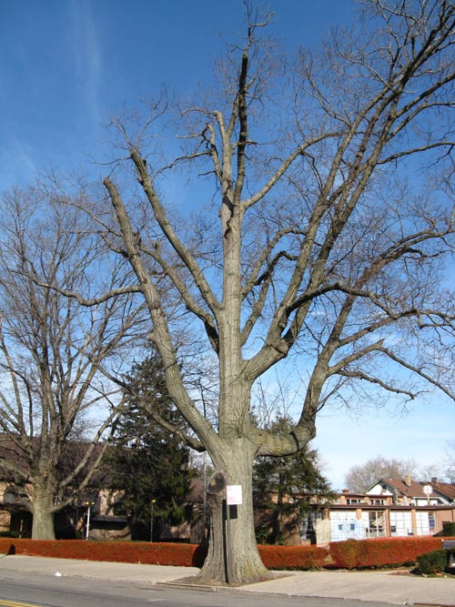 East Side of Bell Boulevard Between 38th and 36th Avenues, Bayside, Queens