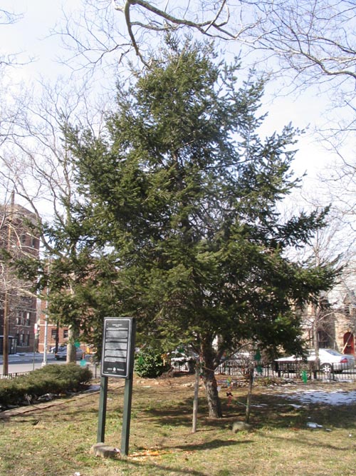 Lawrence Triangle, Flushing, Queens