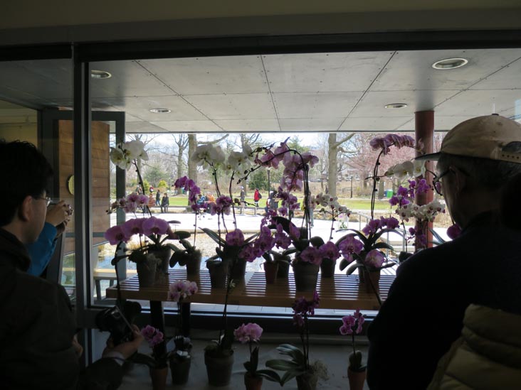 Taiwan: A World of Orchids, Queens Botanical Garden, 43-50 Main Street, Flushing, Queens, April 5, 2014