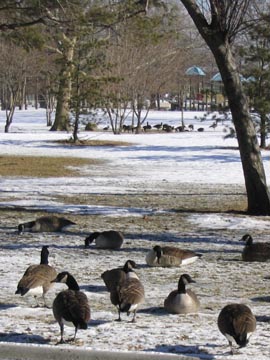 Geese, Flushing Meadows Corona Park, Queens, January 23, 2004