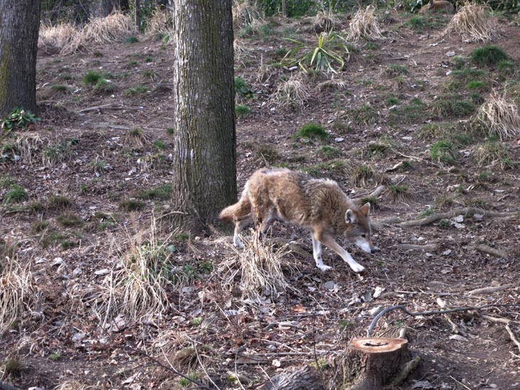 Coyote, Queens Zoo, 53-51 111th Street, Flushing Meadows Corona Park, Queens, January 20, 2013