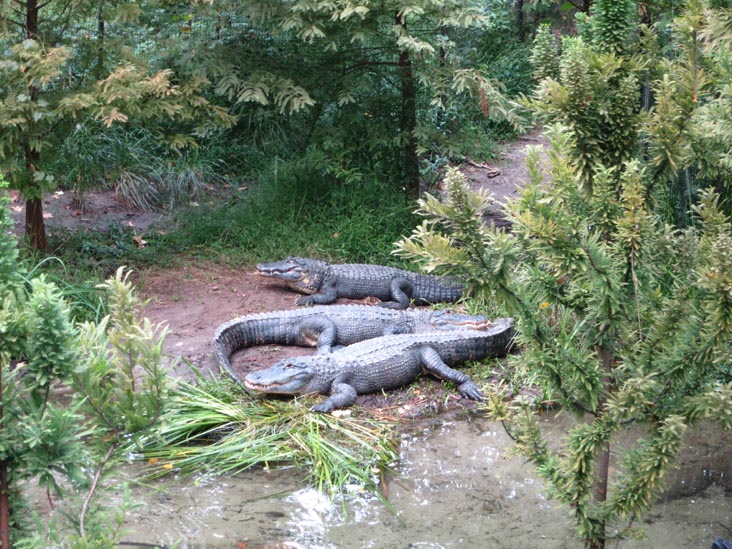 Alligators, Queens Zoo, Flushing Meadows Corona Park, Queens, September 21, 2013