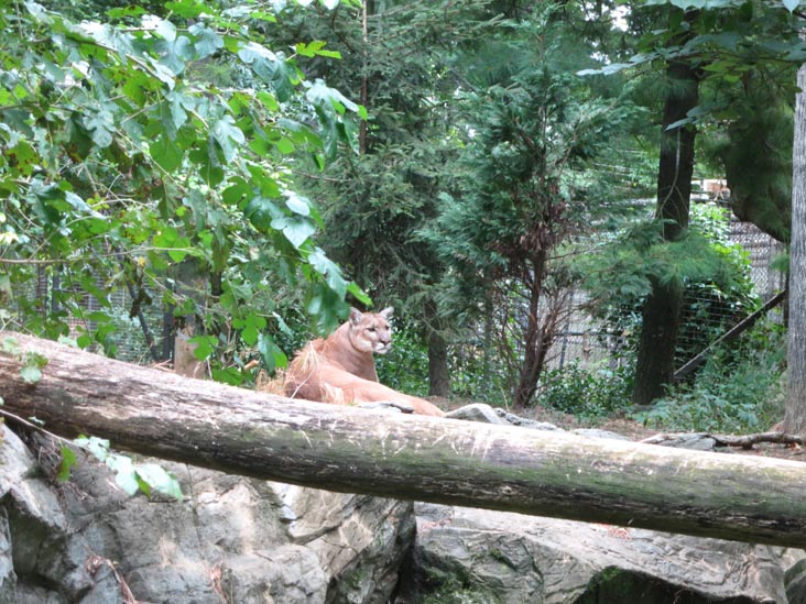 Puma, Queens Zoo, Flushing Meadows Corona Park, Queens, September 21, 2013