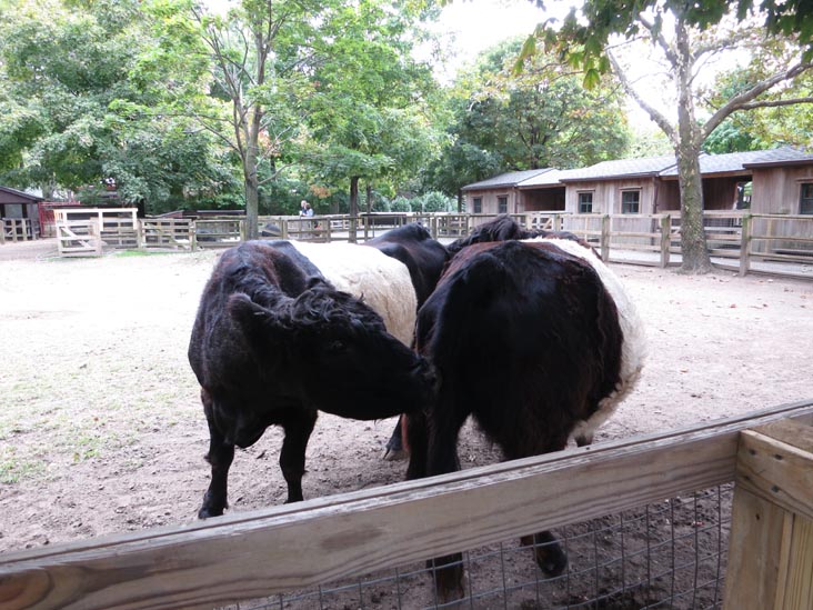 Domestic Animals, Queens Zoo, Flushing Meadows Corona Park, Queens, September 21, 2013