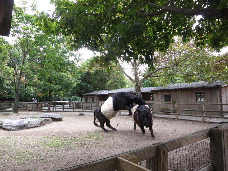 Domestic Animals, Queens Zoo, Flushing Meadows Corona Park, Queens, September 21, 2013