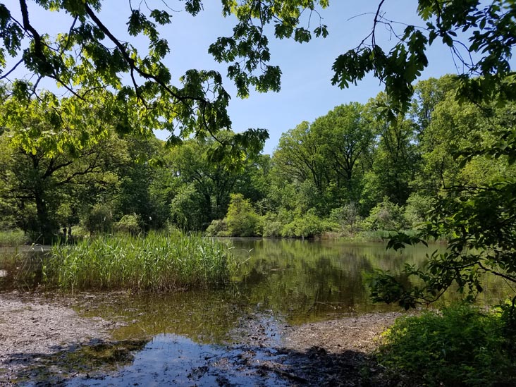 Strack Pond, Forest Park, Queens, May 18, 2019